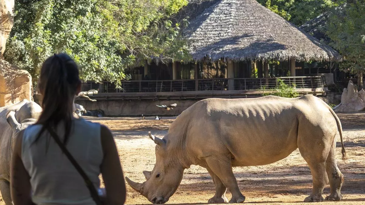 Muere una de las rinocerontas del Bioparc