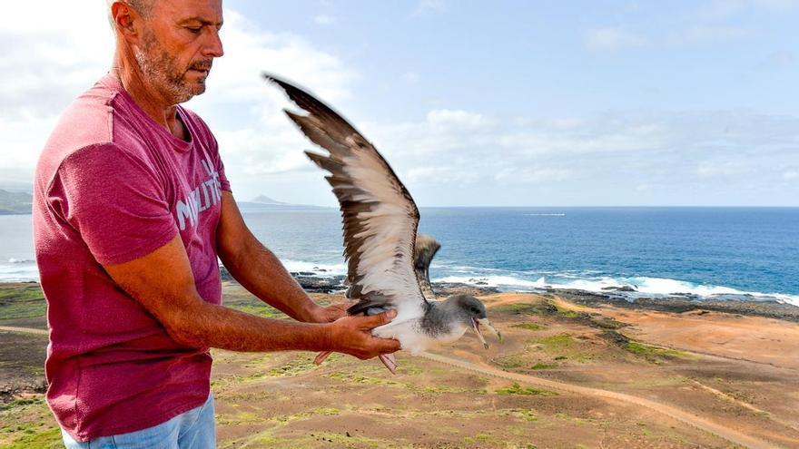 Las pardelas inician su viaje por el Atlántico