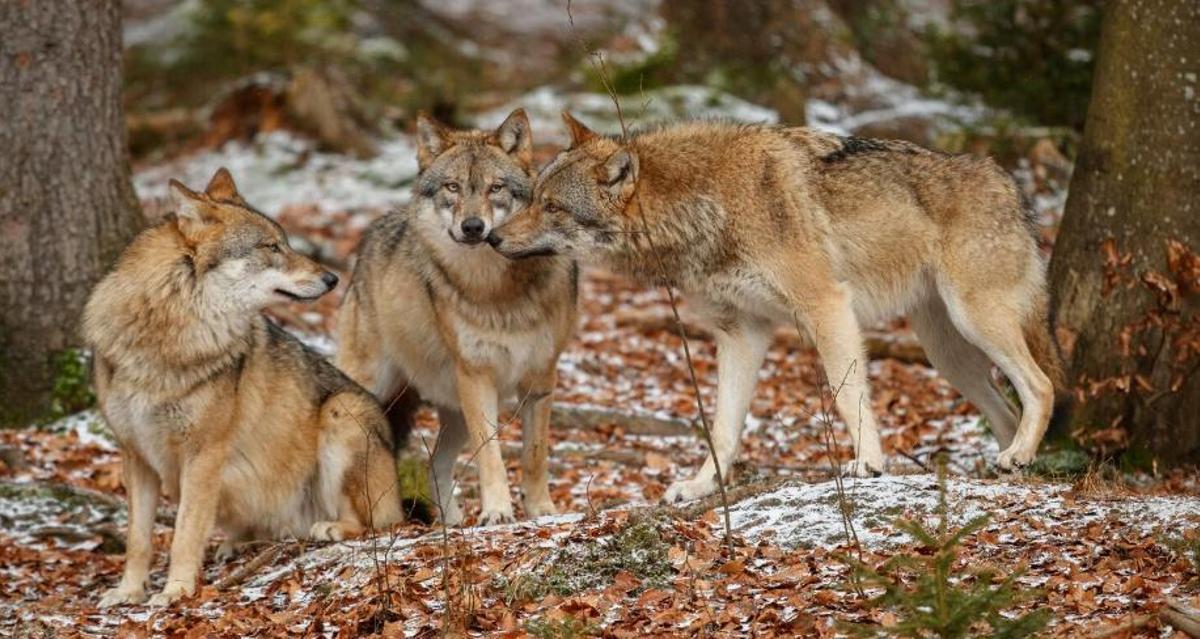 Què passa amb els llops?