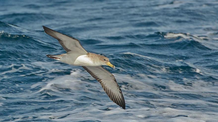 The month of the shearwaters