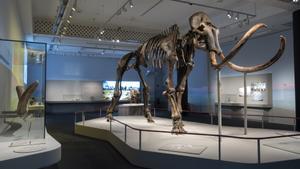 cultura ciencia exposicio mamut foto 1