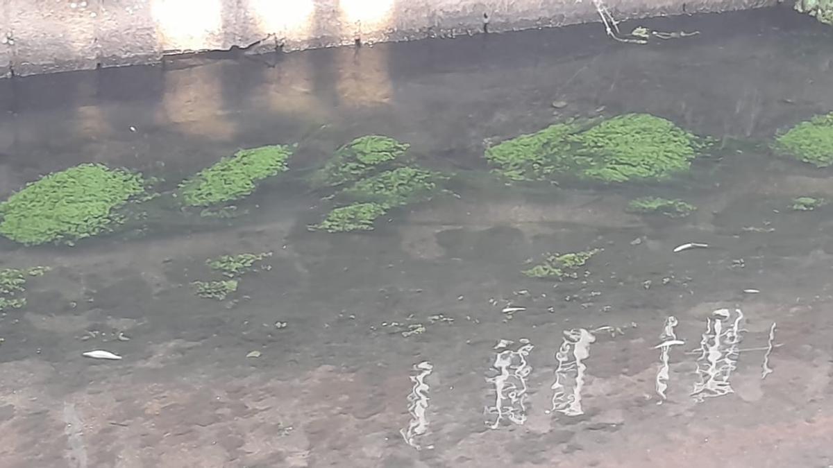 El cauce del río Maceiras, ayer, con algún pez muerto.