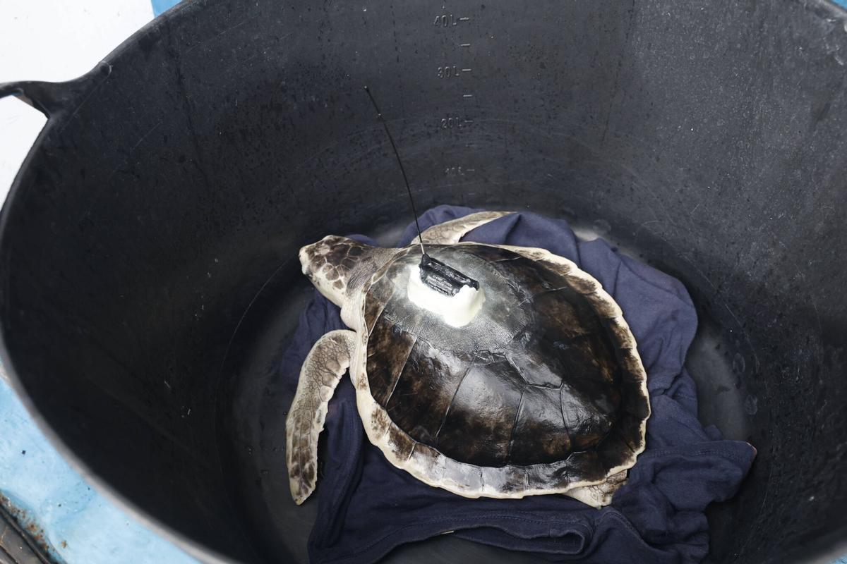 La vuelta al mar de la tortuga lora rescatada en Gijón tras recuperarse en el Acuario, en imágenes La vuelta al mar de la tortuga lora rescatada en Gijón tras recuperarse en el Acuario, en imágenes