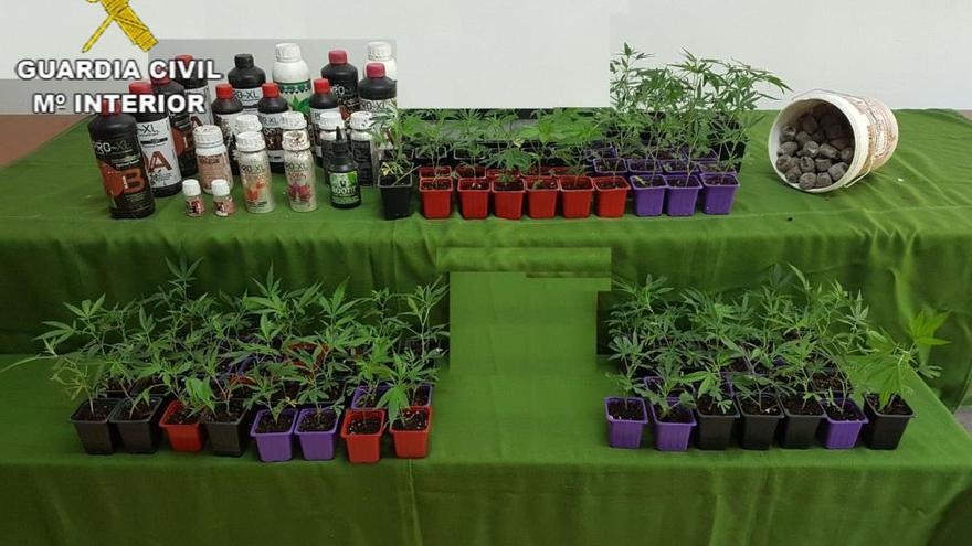 La Guardia Civil aprehende 98 plantas de marihuana en Torre de Don Miguel