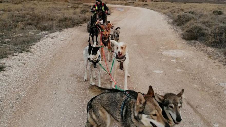 La Travesía Monegros discurre por la comarca con sus equipos de ‘mushing’