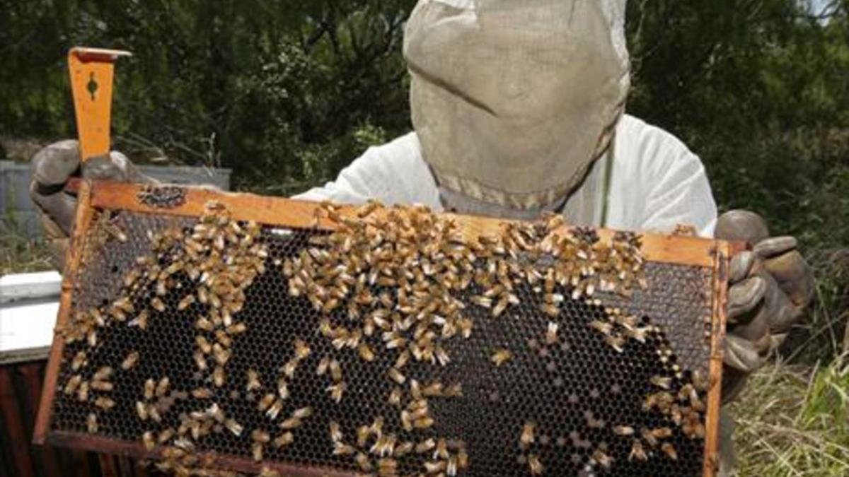 Un apicultor trabaja con sus colmenas de abejas.