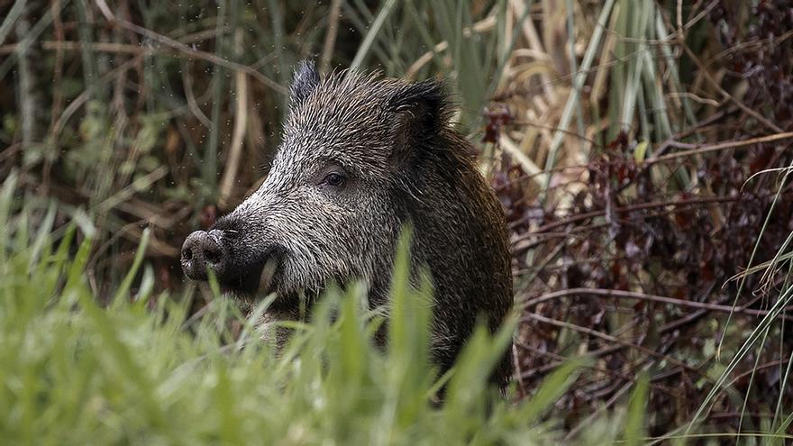 Hallados 50 jabalíes muertos dentro de la zona delimitada por la peste porcina africana