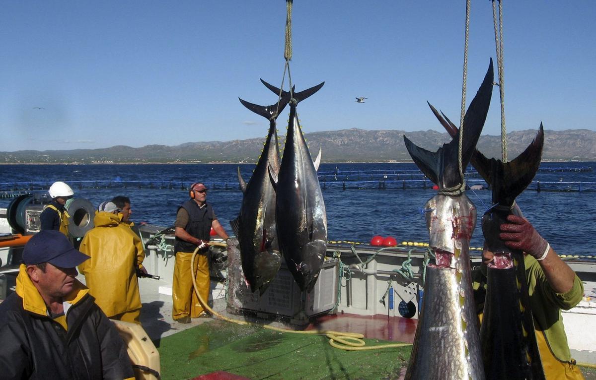 Pesca del atún rojo.