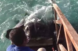 L’animal es llança sobre una rampa de fusta per poder obtenir el menjar.