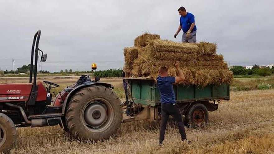 Arranca la VI edición del Banco de Paja de Arroz de la Albufera