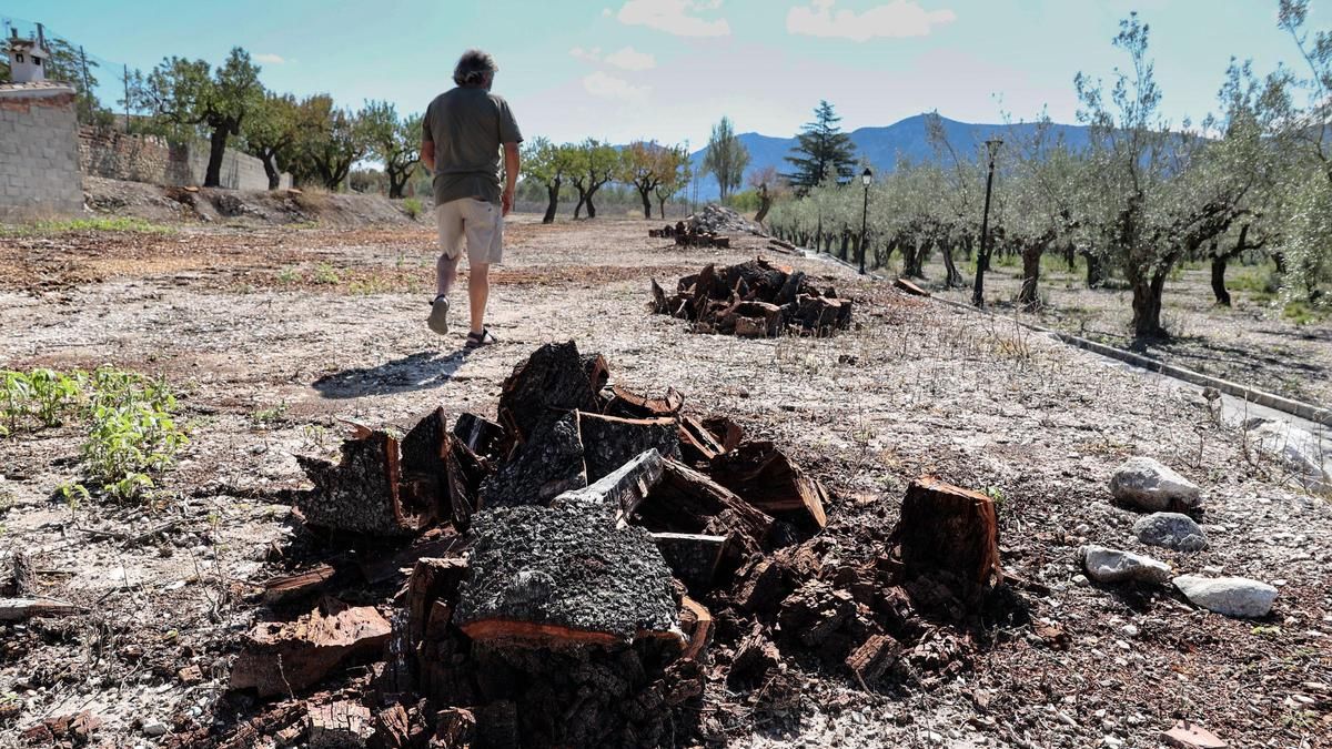 Almendros arrancados en el término municipal de Millena.