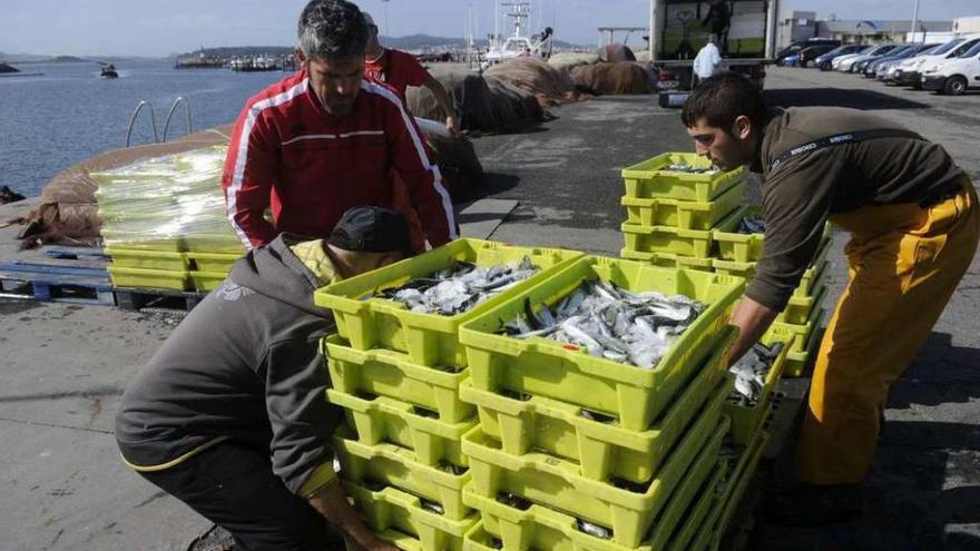 Una descarga de sardina en Cambados durante la campaña del año pasado. // Noé Parga