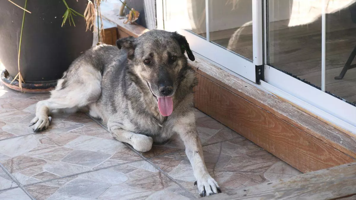 Cuidado si dejas a tu perro o gato en la terraza con calor: la Ley de Bienestar Animal contempla multas de hasta 200.000 euros