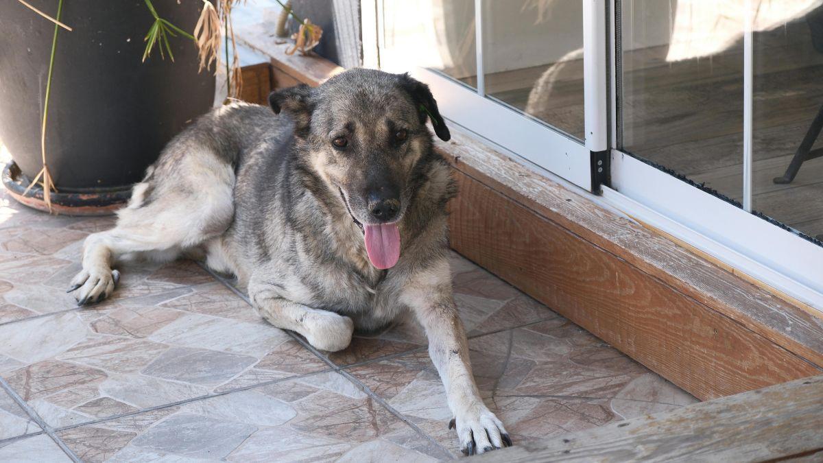 Cuidado si dejas a tu perro o gato en la terraza con calor: la Ley de Bienestar Animal contempla multas de hasta 200.000 euros