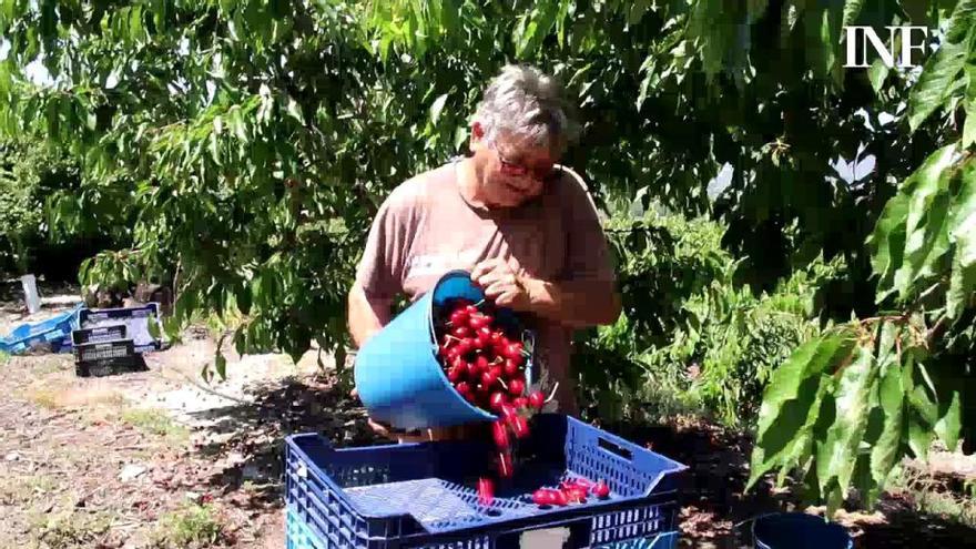 La campaña de cerezas genera más de 4.000 puestos de trabajo en la provincia