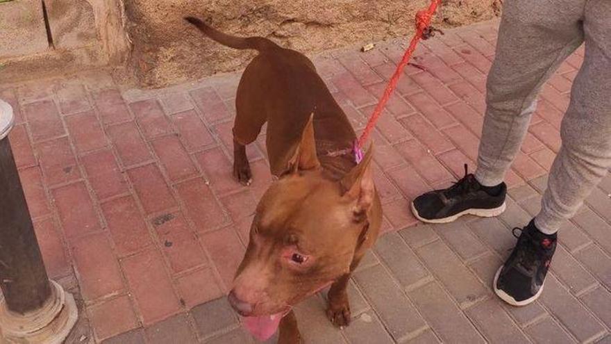 Un perro peligroso salta a una terraza anexa y mata a otro can más pequeño  - El Periódico Mediterráneo