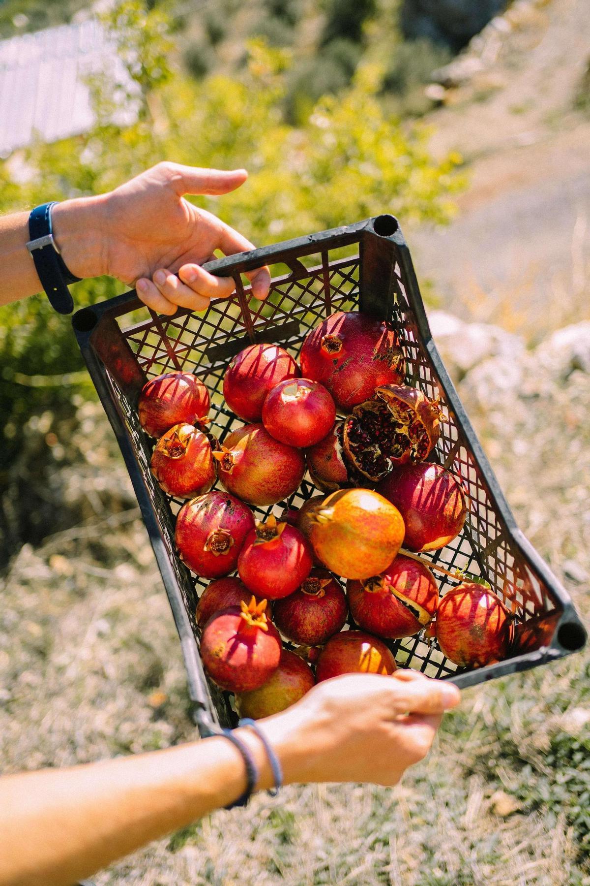 Los niños pueden conectar con la fuente de los alimentos y aprender sobre el arduo trabajo agrícola.