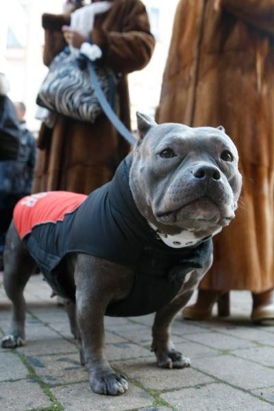 Los perros gobiernan por san Antón en Zamora