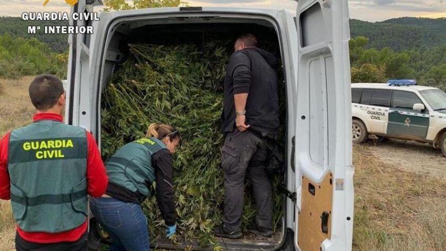 Desarticulada una organización criminal dedicada al cultivo de marihuana