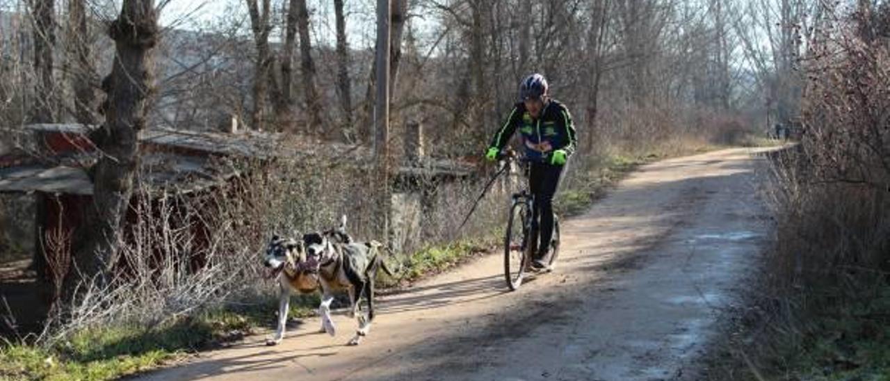 El castellonense José Ramón Mascarós y sus perros, durante un entrenamiento.