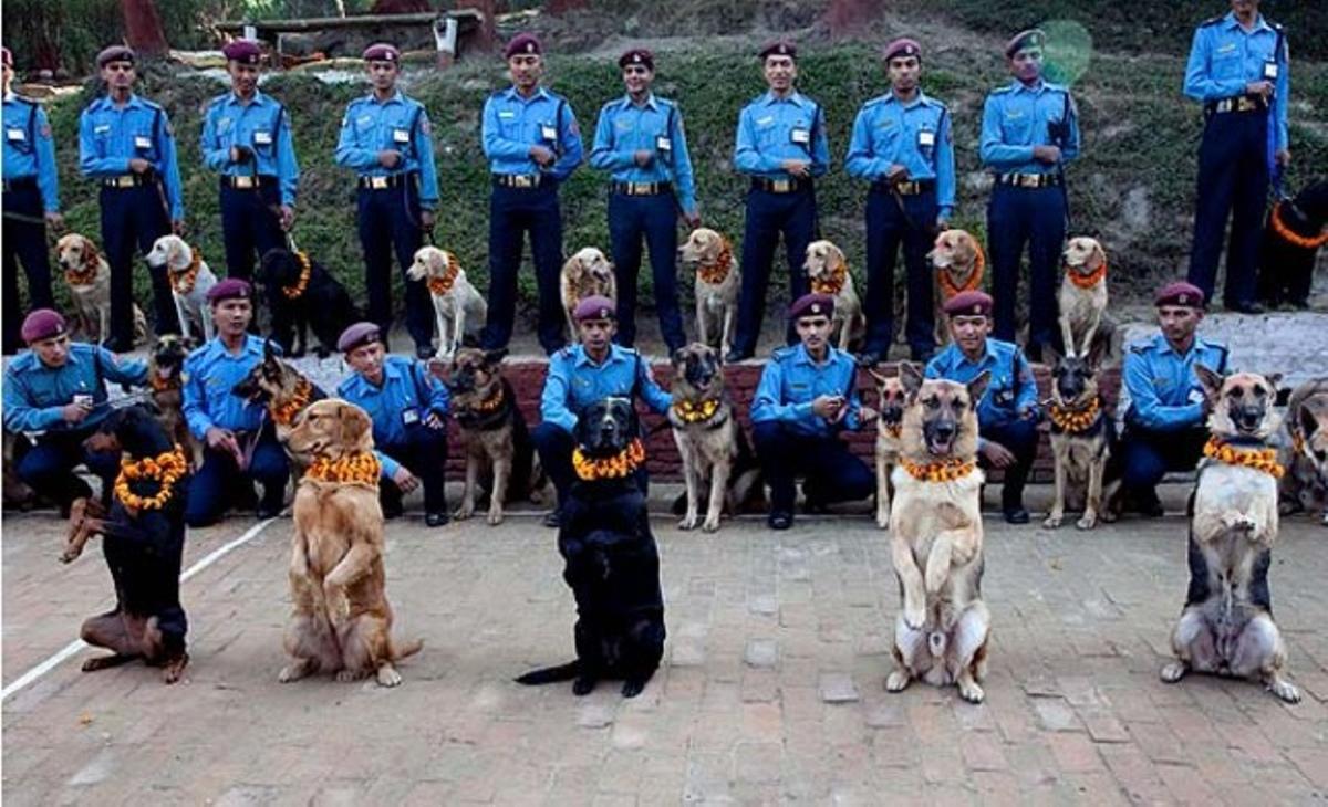 Diversos gossos mostren les seves habilitats al centre d’entrenament caní de la policia durant el Festival Tihar, que se celebra a Kàtmandu (Nepal). En aquesta festa hindú es veneren corbs, vaques i gossos. Diversos gossos mostren les seves habilitats al centre d’entrenament caní de la policia durant el Festival Tihar, que se celebra a Kàtmandu (Nepal). En aquesta festa hindú es veneren corbs, vaques i gossos.
