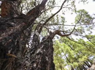 El pinar de La Palma exhibe su capacidad de rebrote diez años después del gran incendio