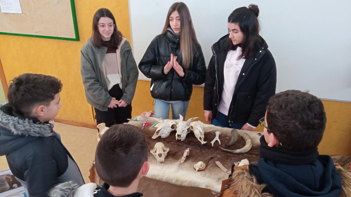 Stand con reproducciones óseas de distintos animales.