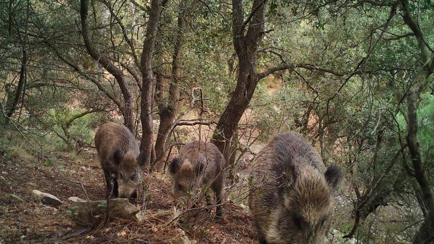 Trampas contra la superpoblación de jabalíes en Alicante