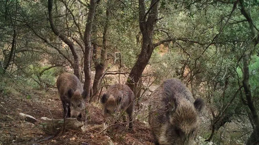 Trampas contra la superpoblación de jabalíes en Alicante