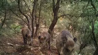 A la caza del jabalí: despliegue de trampas y 500 abatidos en cuatro meses en Alicante