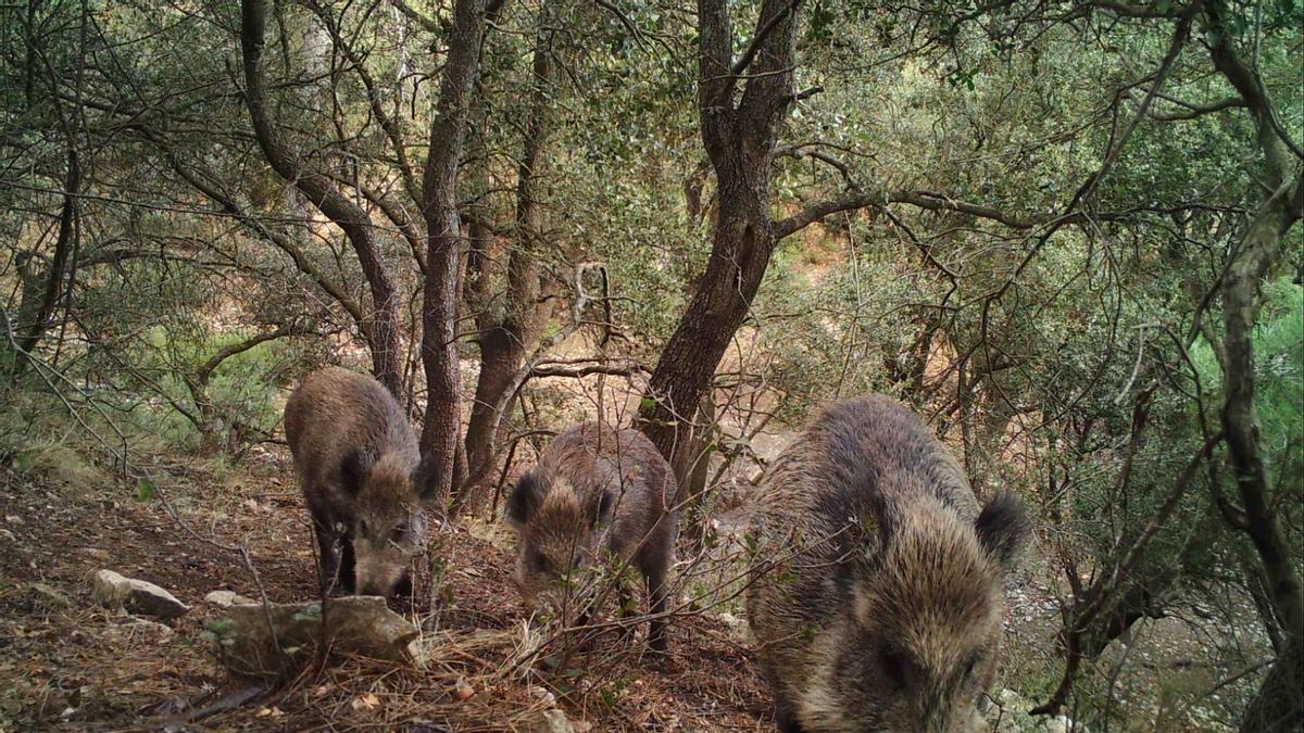 Trampas contra la superpoblación de jabalíes en Alicante