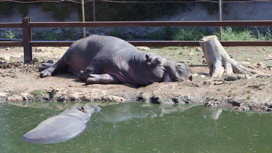 Nach jahrelanger Tierschützer-Kritik: Wird unter den neuen Zoo-Besitzern im &quot;Safari Mallorca&quot; jetzt alles besser?
