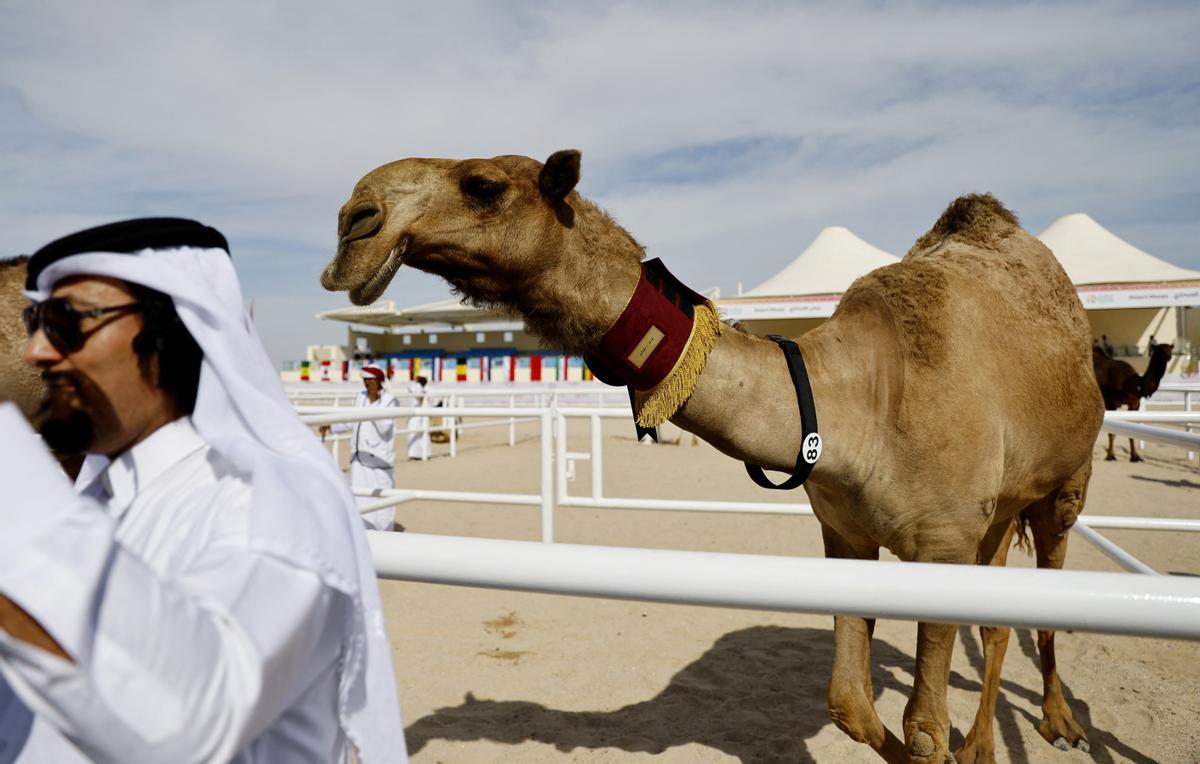 Concurso de belleza de camellos en Qatar