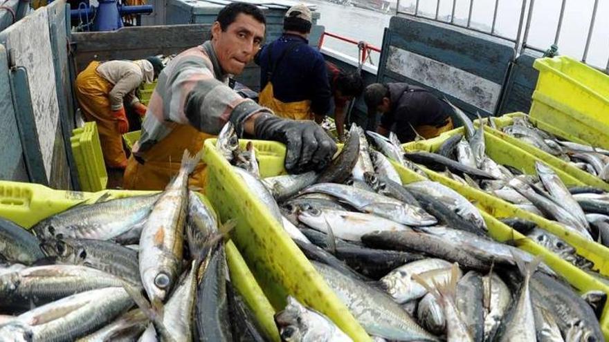 Descarga de jurel en el puerto pesquero de Tragove, en Cambados.