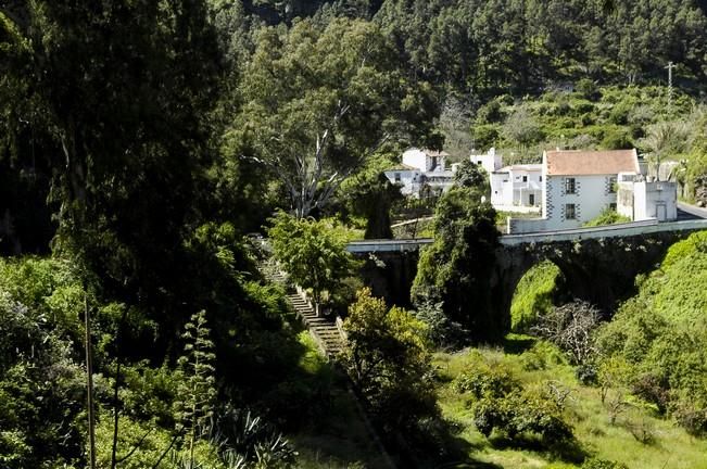 VERDOR EN EL CAMPO GRANCANARIO