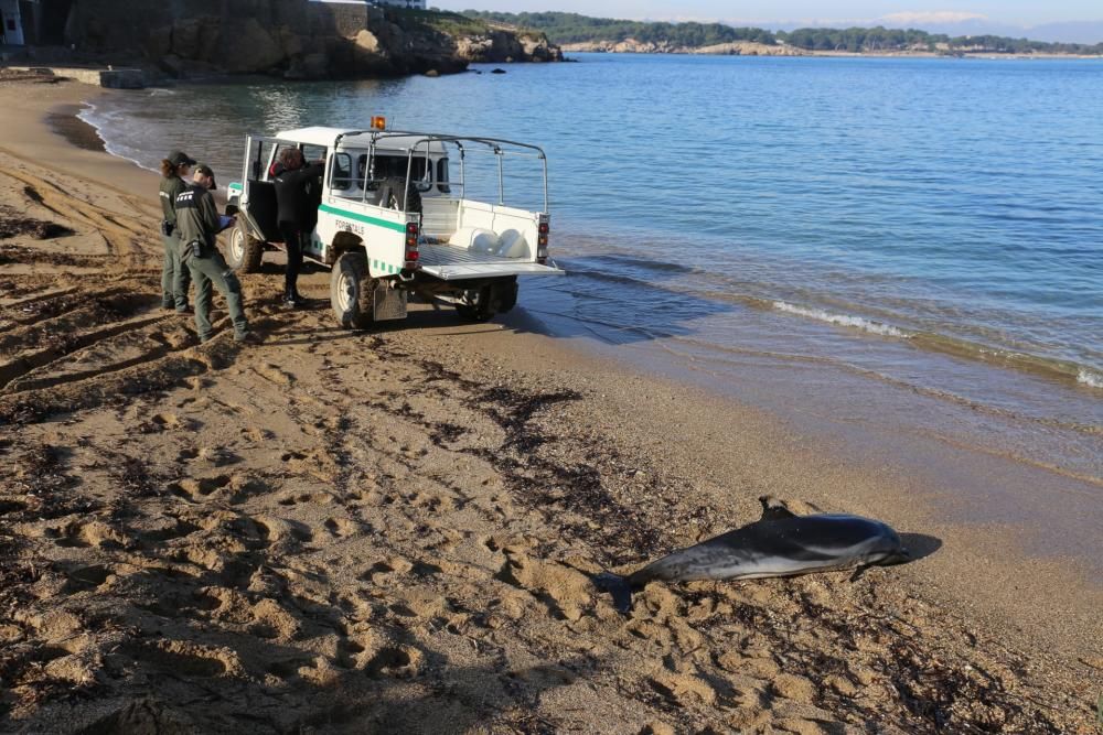 Retiren el dofí mort d'una platja de l'Escala
