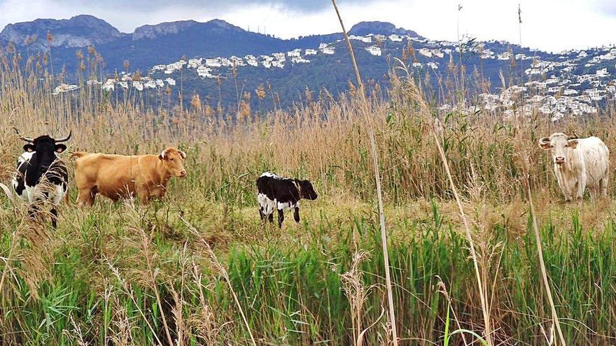 Las vacas vuelven a pastar tras 15 años en el Marjal de Pego-Oliva