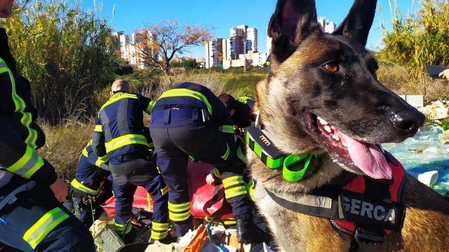 Fallece &quot;Piba&quot;, una de las mejores perras de búsqueda de los Bomberos de Alicante