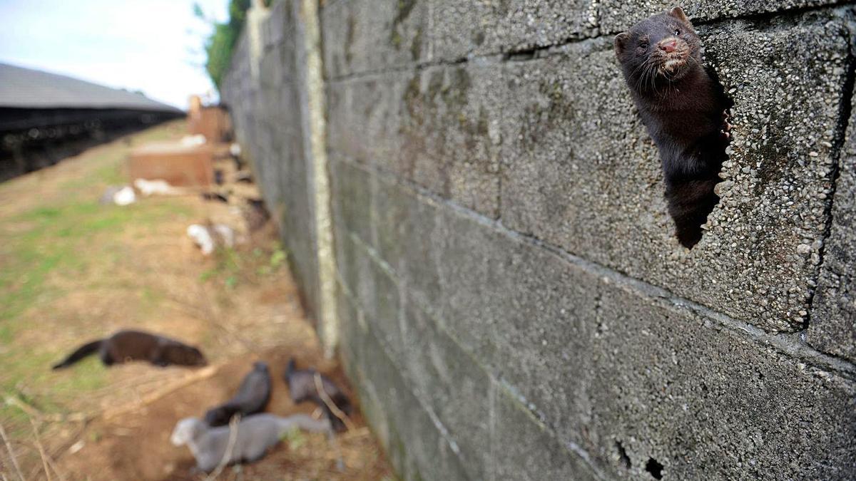 Visones que fueron liberados de sus jaulas en la zona de una granja de Abegondo, en 2009. |   // CARLOS PARDELLAS