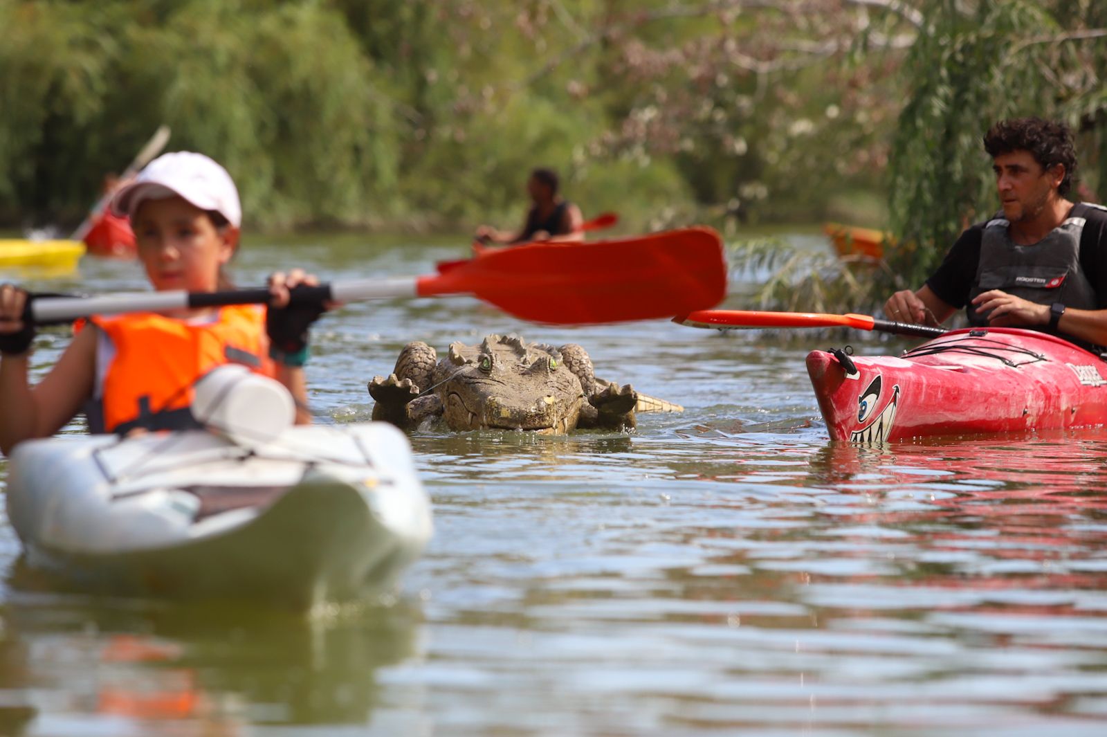 El caimán se echa al río