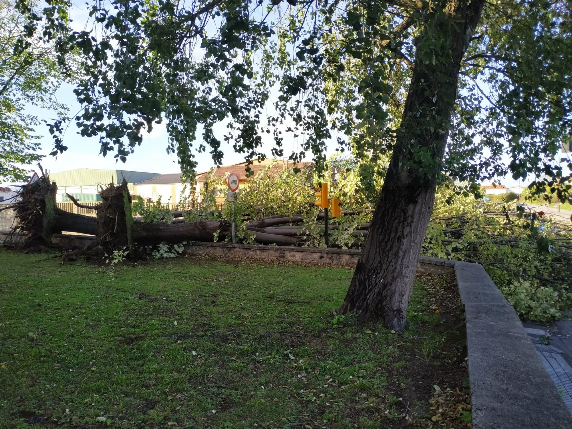 Un gran árbol cae sobre un paso de peatones en San Bernardo (Gijón)