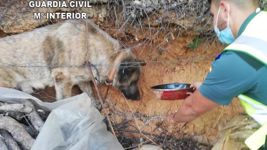 La Guardia Civil rescata a un perro que había quedado atrapado tras caer de dos metros en Cañamero