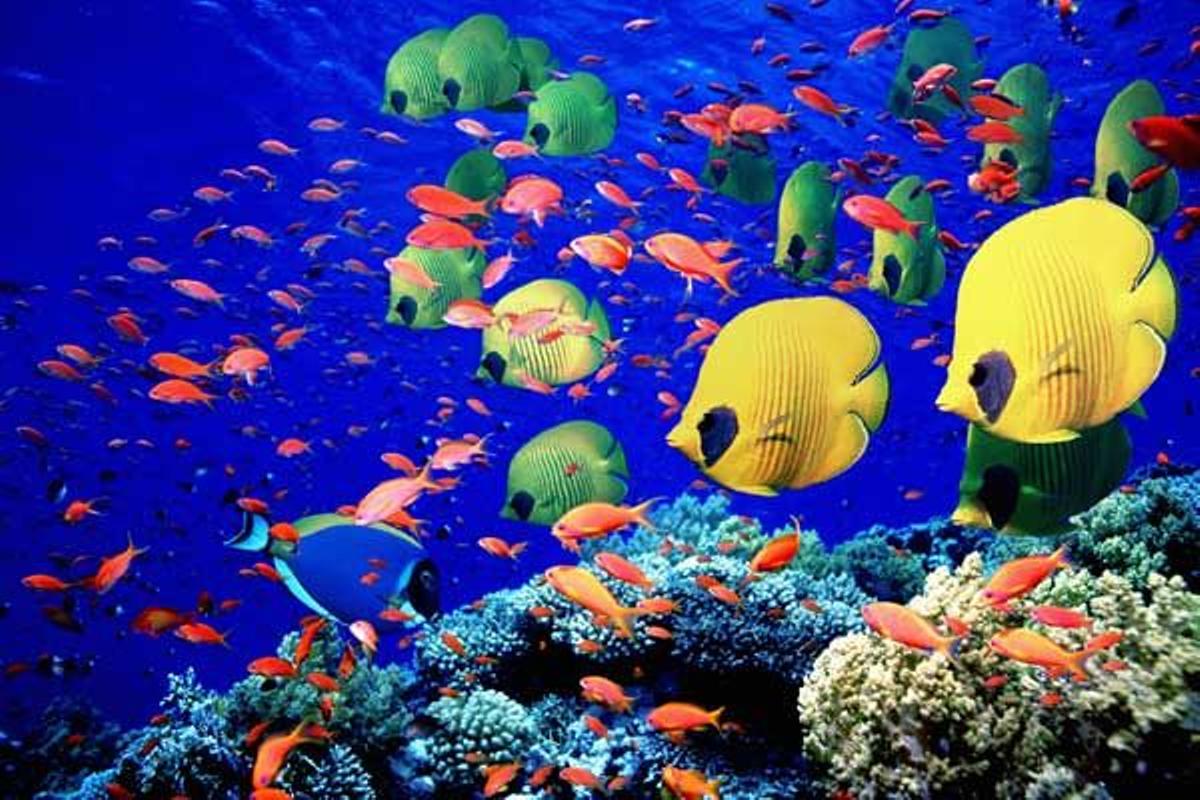 Banco de peces de colores en un arrecife de coral en el Mar Rojo.