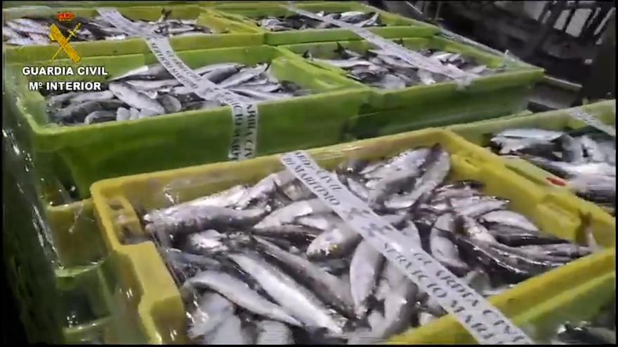 La Guardia Civil incauta 7 toneladas de sardinas en Laxe, una cifra récord