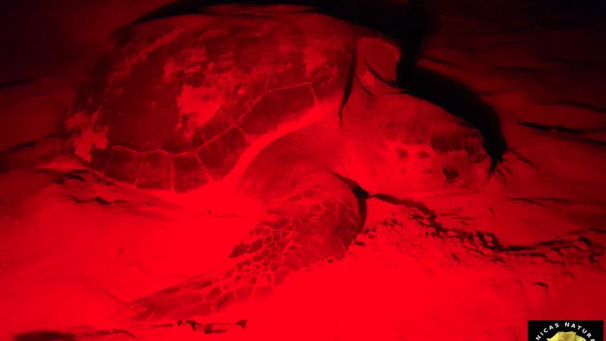 Una tortuga boba intenta nidificar en Cala Capitán de Orihuela