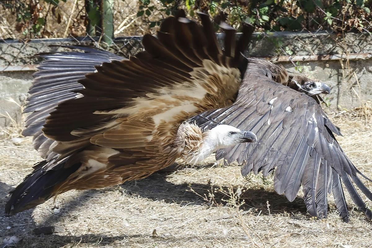 El Centro de recuperación de especies amenazadas de Córdoba, en imágenes