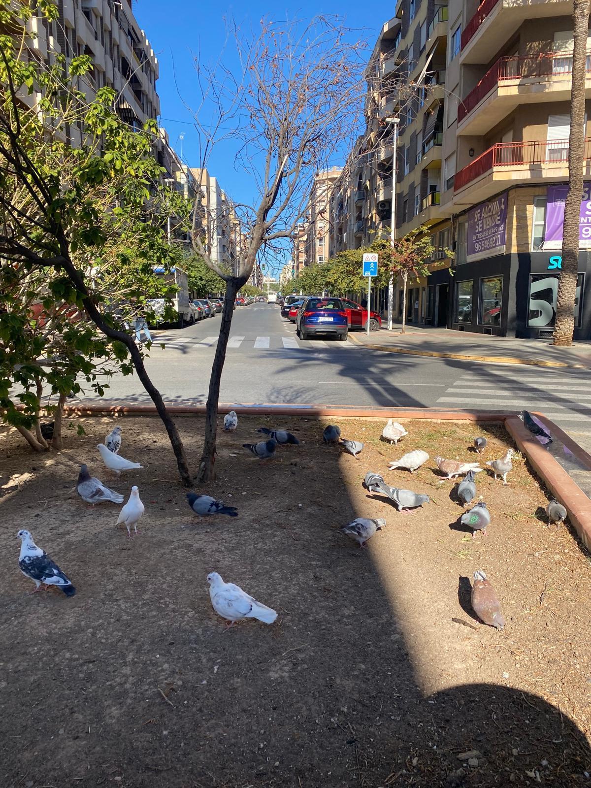 Fuentes municipales han reconocido ante INFORMACIÓN la dificultad que existe para parar esta práctica de alimentar a las palomas