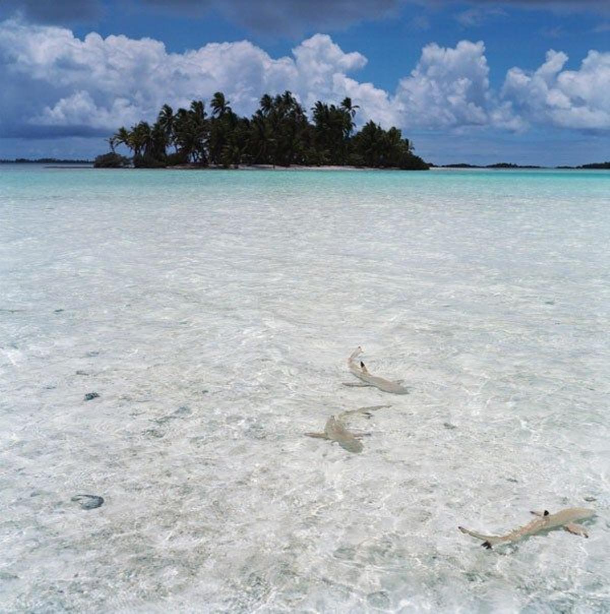 Peces en las aguas cristalinas de la Laguna Azul del atolón de Rangiroa.