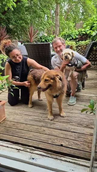 Yoda, el perrito abandonado en un aparcamiento de Ibiza tiene nueva vida en Reino Unido