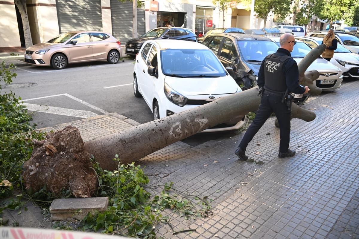 Este árbol de gran porte caía arrancado de raíz sobre varios coches en Elche